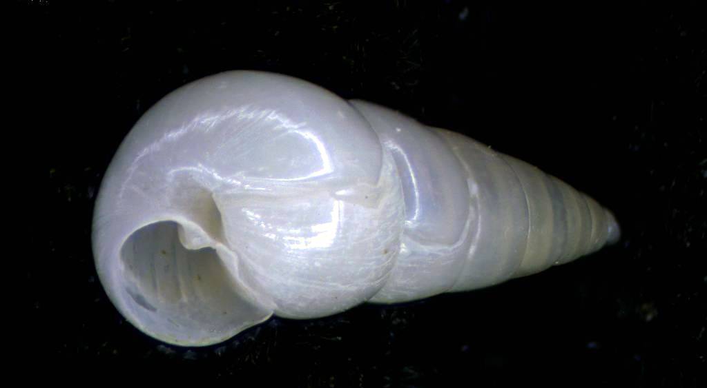 Odostomia con protoconca A